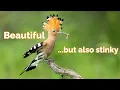 Download Lagu Euraziatische hop | Een prachtige vogel met een krachtige reukzin