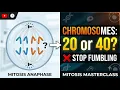 Mitosis Numerical Problems High-Yield Medical Exam Questions