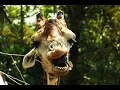 ULTIMATE MEMES COMPILATION Try not to laugh