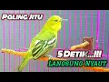 Download Lagu Suara Cipoh Gacor Pancingan Paling Jitu 5 Detik Cipoh Diam Langsung Nyaut@Ruyuk Channel