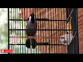 Download Lagu BURUNG POKSAY HONGKONG GACOR UNTUK PANCINGAN!!