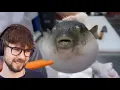 Pufferfish Eating Carrot