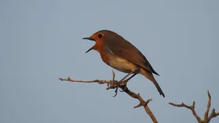 أجمل تغريد لطائر أبو الحناء 