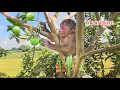 Download Lagu How do aboriginal monkey SU dig burrows to make homes and survive by foraging ?