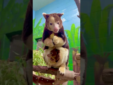 Baby tree kangaroo is too cute! #animals #cute #cuteanimals
