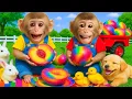 Download Lagu Monyet Caca mengendarai traktor untuk memanen plum segar dan membuat tempat nyaman untuk Ducky kecil