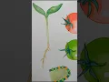 PLANT BIOLOGY illustrations