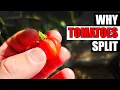Why Do Tomatoes Split - Garden Quickie Episode 217