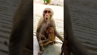 Monkey Voice Bandar Ki Aawaz Monkeyvideo Bandar Monkey 