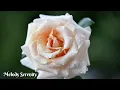 Download Lagu Music for the soul🌺You can listen to this music forever🌺Great music Sergey Grischuk #13