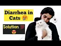 Download Lagu How to Treat Diarrhea in Cats and kittens |  Diagnose Diarrhea in Cats | Remedies for Cat Diarrhea MP3