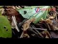 LEECH ATTACK KUDHREMUKHA