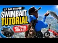 How We Catch Bay Area Stripers on Swimbaits Full Tutorial
