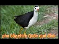 Download Lagu Tiếng chim Quốc mồi kẹp loa quá chuẩn #SơnVlogs12