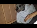 Blind Deaf Schnauzer Dog Rescue on Rainy Vegas Day