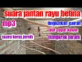Download Lagu Suara pancingan murai batu agar birahi,MP3 suara rayuan jantan agar birahi menaikan gairah jantan
