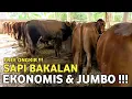 Lagu SAPI BAKALAN JUMBO‼️HARGA SAPI BAKALAN JANTAN PERSIAPAN QURBAN TERBARU