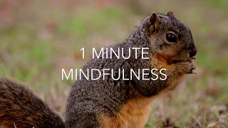 1 Minute Mindfulness Meditation Practice - Squirrel Nut Mindfulness made easy