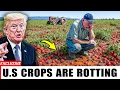 Download Lagu U.S. Farmers in Tears: 7 Crops Rotting in the Fields – Is American Agriculture Collapsing?