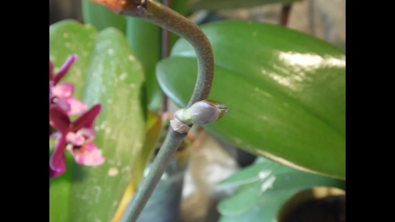 ORCHID CLONING