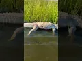 Discovered a dead alligator while kayak fishing