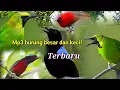 Download Lagu MP3 BURUNG BESAR DAN KECIL...sikat semua burung hutan