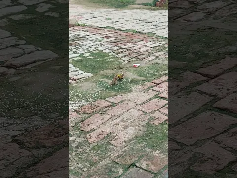 bird is eating food