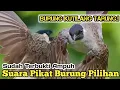 Download Lagu MP3 PILIHAN,‼️ SUARA PIKAT BURUNG KUTILANG. SUDAH TERBUKTI AMPUH...