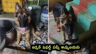 9848012991 German shepherd puppy for sale in telugu Aj pets