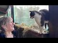 The wonderful farm cat Willow with Luci #farmcat #willowthecat