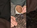 Making a birch bark basket with natural cordage