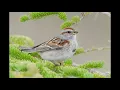 Download Lagu Master Burung Pipit Kanada ‼️ Suara Jernih HD ‼️