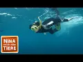 Download Lagu Unterwasserkino für den Oktopus | Reportage für Kinder | Nina und die wilden Tiere