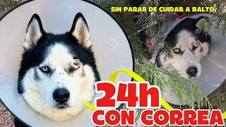 24 HORAS CUIDANDO a BALTO tras su OPERACIÓN: No puede estar solo ni un segundo 