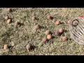 Garden Weasel Large Nut Gatherer