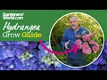 Hydrangeas EVERYTHING you need to know about growing hydrangeas
