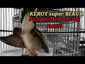 Download Lagu Suara perkutut lokal gacor NGEROT super Bekur ini Paling pintar membuat perkutut lain Bunyi Emosi