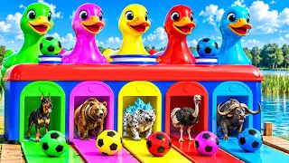 Gaming Music | 5 Giant Duck Cartoon | Paint Wild Animals Crossing Fountain Animation | MAP 021