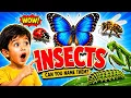 INSECTS FOR KIDS Learning Insect Names for kids Fun Learning s for kids Goo Goo Gang