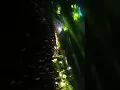 Download Lagu MEWAHNYA BREWOK BAWA 20 SUB DI SERTAI DJ TANTI LIVE PAYAK PATI JAWA TENGAH