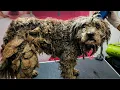 Poor Matted Dog Gets Her Life Back Before After