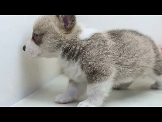 動画