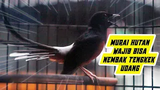 memancing gacor murai batu nembak tengkek udang