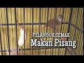 Lagu Pelanduk Semak Di Kasih Makan Pisang Cepat Gacor