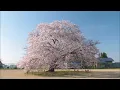 さくら　ケツメイシ
