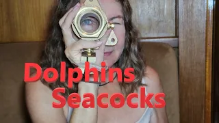 Beauty Dolphins Lightning Seacocks Ep227