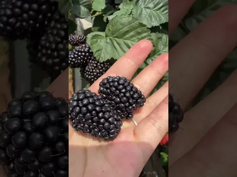 Farm fresh Mulberries #fypシ #farm