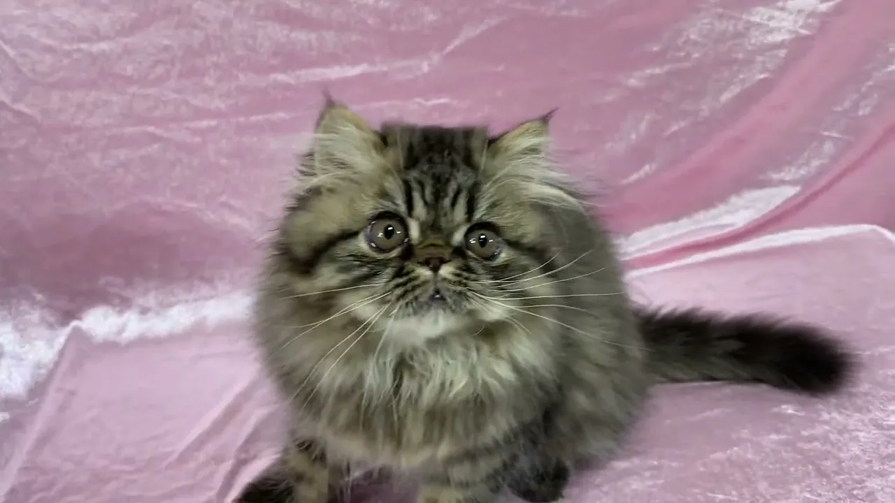 動画