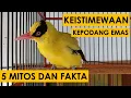 Lagu KEISTIMEWAAN BURUNG KEPODANG EMAS DARI SISI MITOS DAN FAKTA DI MASYARAKAT