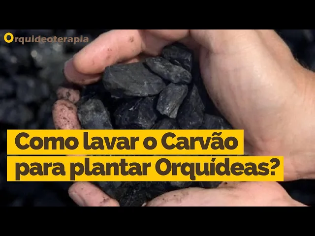 COMO LAVAR O CARVÃO PARA PLANTAR ORQUÍDEAS